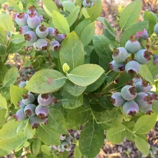 thumbnail for publication: Florida-Friendly Edible Landscaping series